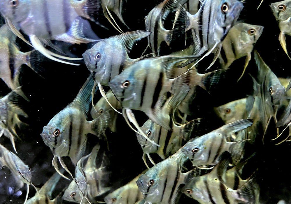 Blauer Skalar - Pterophyllum scalare aqua-teck