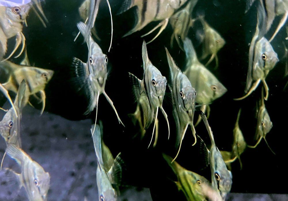 Blauer Skalar - Pterophyllum scalare aqua-teck