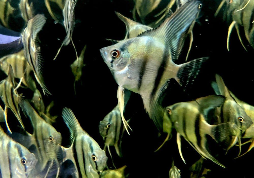 Blauer Skalar - Pterophyllum scalare aqua-teck