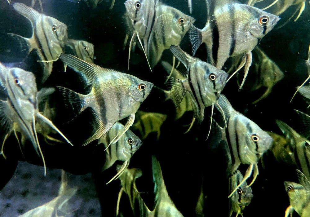 Blauer Skalar - Pterophyllum scalare aqua-teck