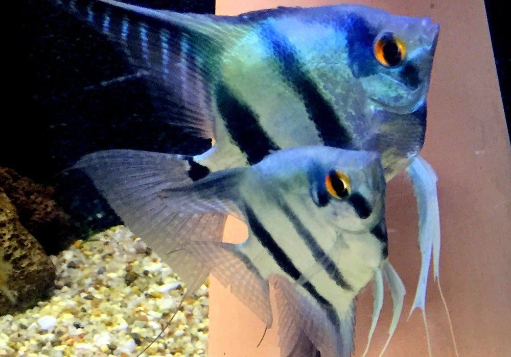 Blauer Skalar - Pterophyllum scalare aqua-teck