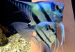 Blauer Skalar - Pterophyllum scalare aqua-teck