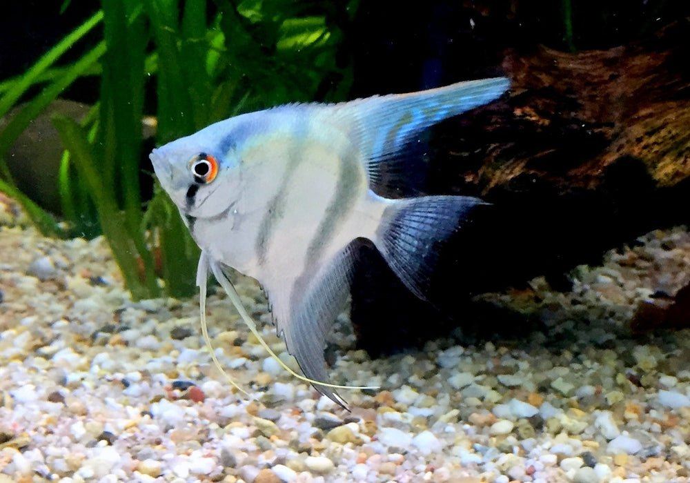 Blauer Skalar - Pterophyllum scalare aqua-teck