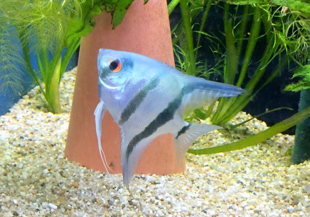 Blauer Skalar - Pterophyllum scalare aqua-teck