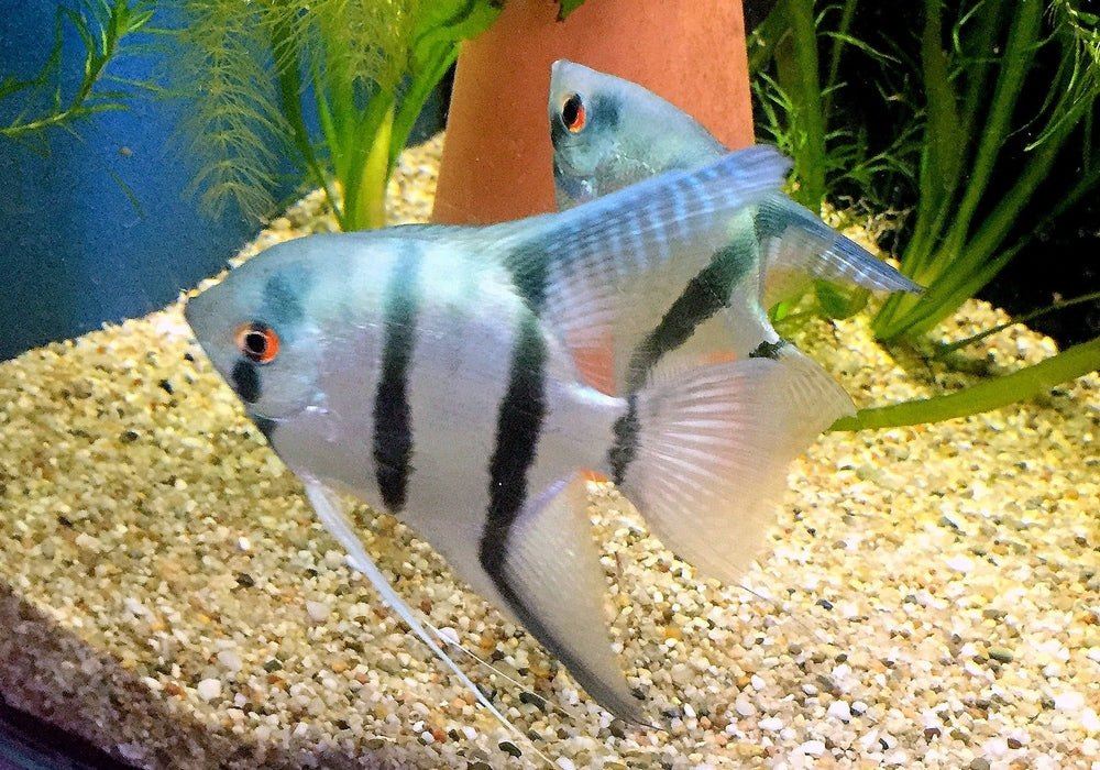 Blauer Skalar - Pterophyllum scalare aqua-teck