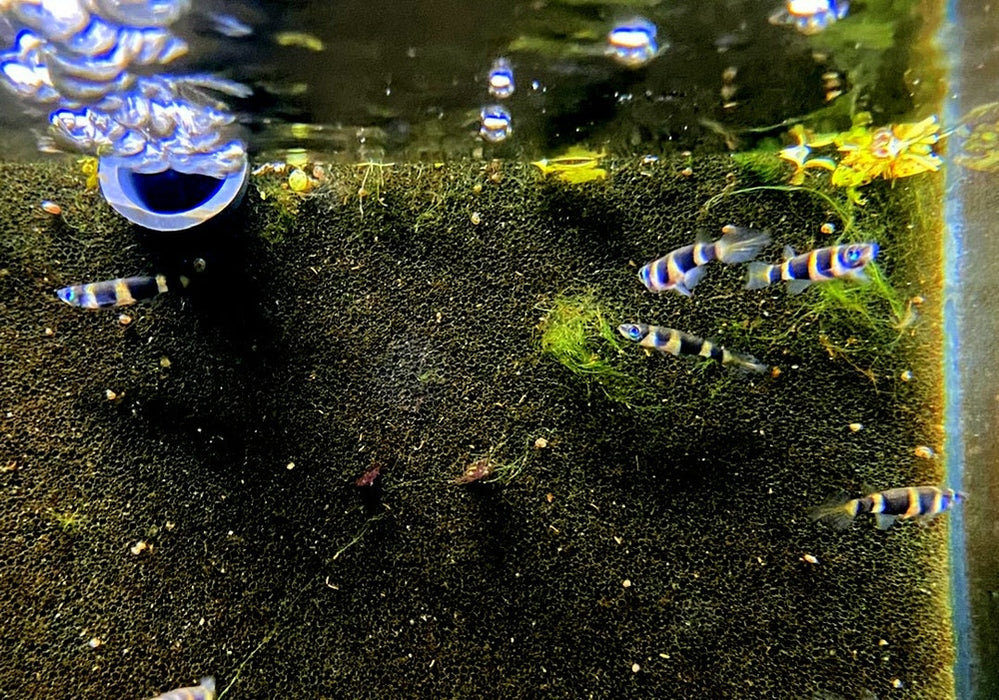 zzz_Ringelhechtling - Epiplatys annulatus aqua-teck