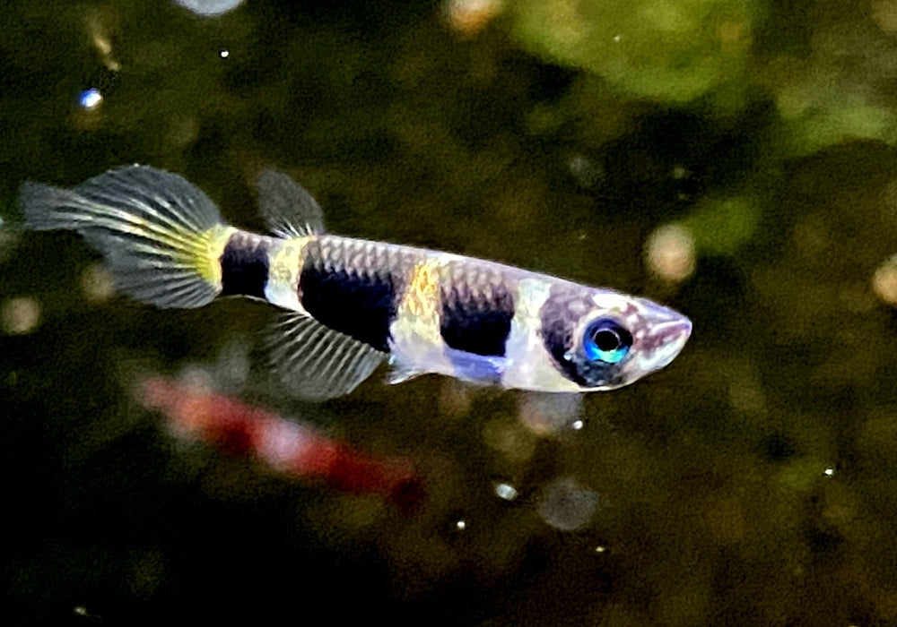 zzz_Ringelhechtling - Epiplatys annulatus aqua-teck