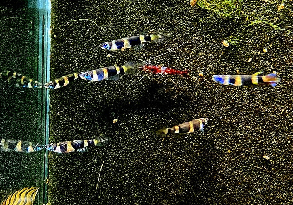 zzz_Ringelhechtling - Epiplatys annulatus aqua-teck