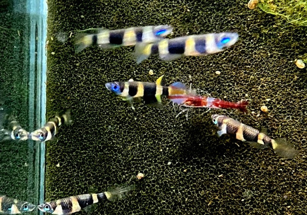 zzz_Ringelhechtling - Epiplatys annulatus aqua-teck