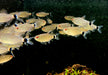 Rotaugen-Moenkhausia - Moenkhausia sanctaefilomenae aqua-teck