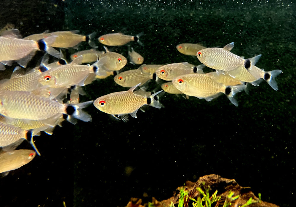 Rotaugen-Moenkhausia - Moenkhausia sanctaefilomenae aqua-teck