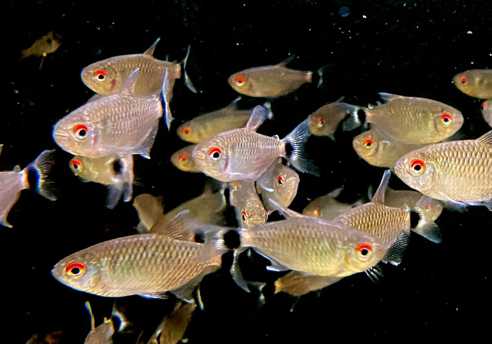 Rotaugen-Moenkhausia - Moenkhausia sanctaefilomenae aqua-teck