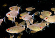 Rotaugen-Moenkhausia - Moenkhausia sanctaefilomenae aqua-teck