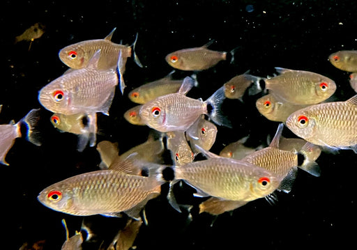 Rotaugen-Moenkhausia - Moenkhausia sanctaefilomenae aqua-teck