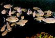 Rotaugen-Moenkhausia - Moenkhausia sanctaefilomenae aqua-teck