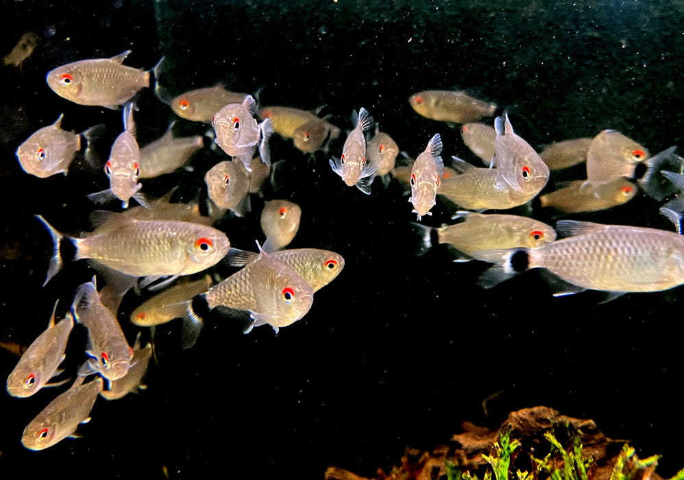 Rotaugen-Moenkhausia - Moenkhausia sanctaefilomenae aqua-teck