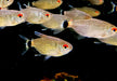 Rotaugen-Moenkhausia - Moenkhausia sanctaefilomenae aqua-teck