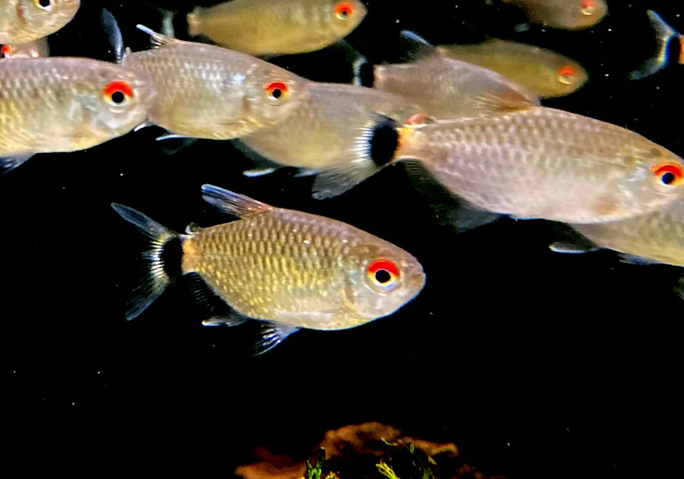 Rotaugen-Moenkhausia - Moenkhausia sanctaefilomenae aqua-teck
