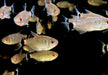 Rotaugen-Moenkhausia - Moenkhausia sanctaefilomenae aqua-teck