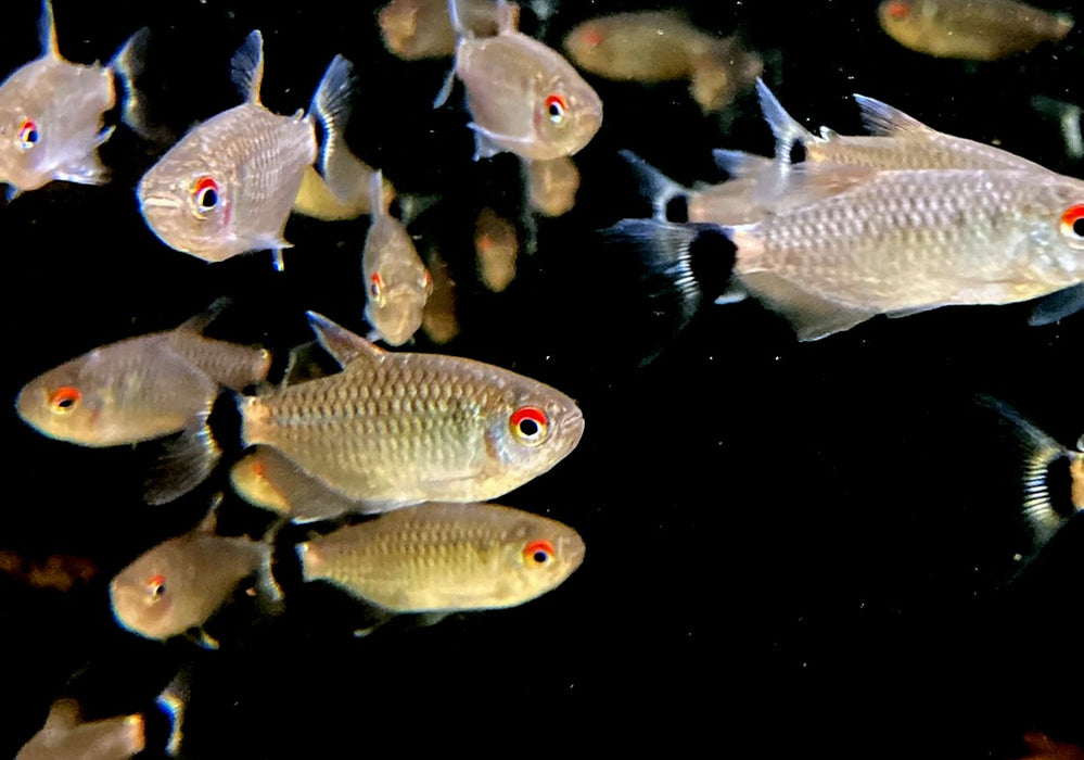 Rotaugen-Moenkhausia - Moenkhausia sanctaefilomenae aqua-teck