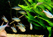 Rotblauer Kolumbianer - Hyphessobrycon columbianus aqua-teck