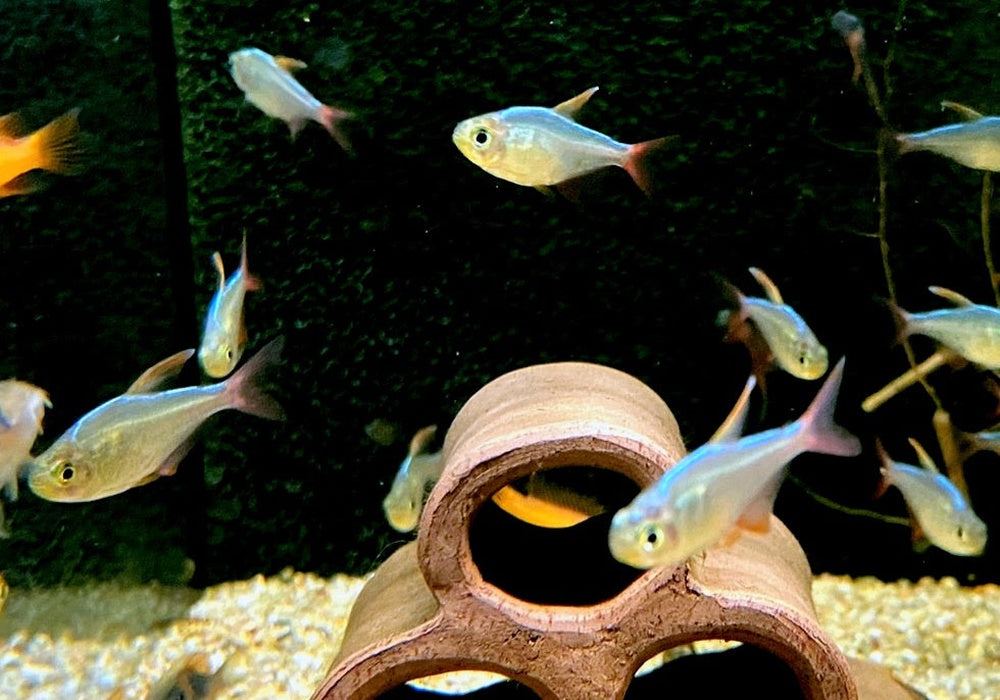 Rotblauer Kolumbianer - Hyphessobrycon columbianus aqua-teck