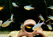Rotblauer Kolumbianer - Hyphessobrycon columbianus aqua-teck