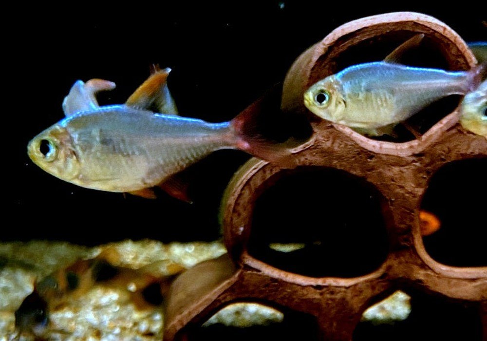 Rotblauer Kolumbianer - Hyphessobrycon columbianus aqua-teck