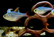 Rotblauer Kolumbianer - Hyphessobrycon columbianus aqua-teck