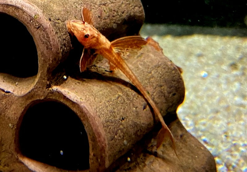 Roter Hexenwels - Rinoloricaria sp. aqua-teck