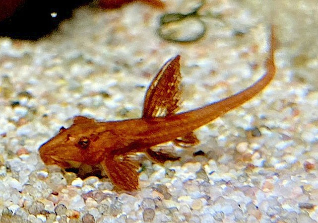 Roter Hexenwels - Rinoloricaria sp. aqua-teck