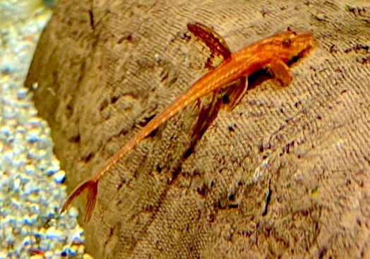 Roter Hexenwels - Rinoloricaria sp. aqua-teck