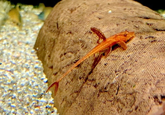 Roter Hexenwels - Rinoloricaria sp. aqua-teck