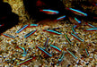 Roter Neon DNZ - Paracheirodon axelrodi aqua-teck