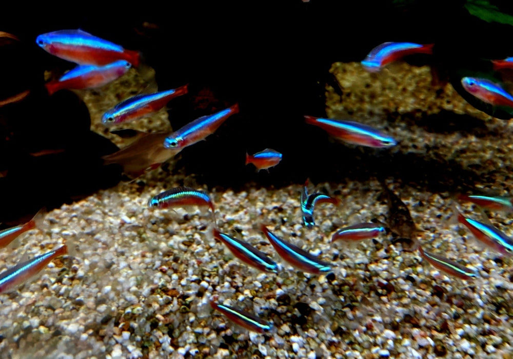 Roter Neon DNZ - Paracheirodon axelrodi aqua-teck