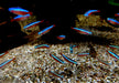 Roter Neon DNZ - Paracheirodon axelrodi aqua-teck