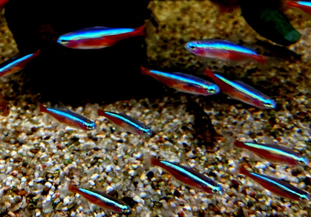 Roter Neon DNZ - Paracheirodon axelrodi aqua-teck