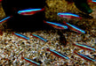 Roter Neon DNZ - Paracheirodon axelrodi aqua-teck