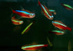 Roter Neon DNZ - Paracheirodon axelrodi aqua-teck