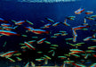 Roter Neon DNZ - Paracheirodon axelrodi aqua-teck