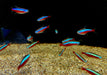 Roter Neon DNZ - Paracheirodon axelrodi aqua-teck