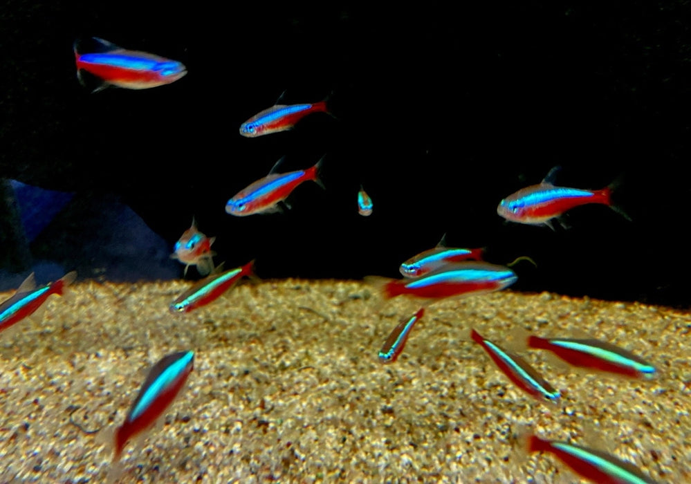Roter Neon DNZ - Paracheirodon axelrodi aqua-teck