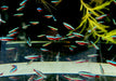 Roter Neon DNZ - Paracheirodon axelrodi aqua-teck