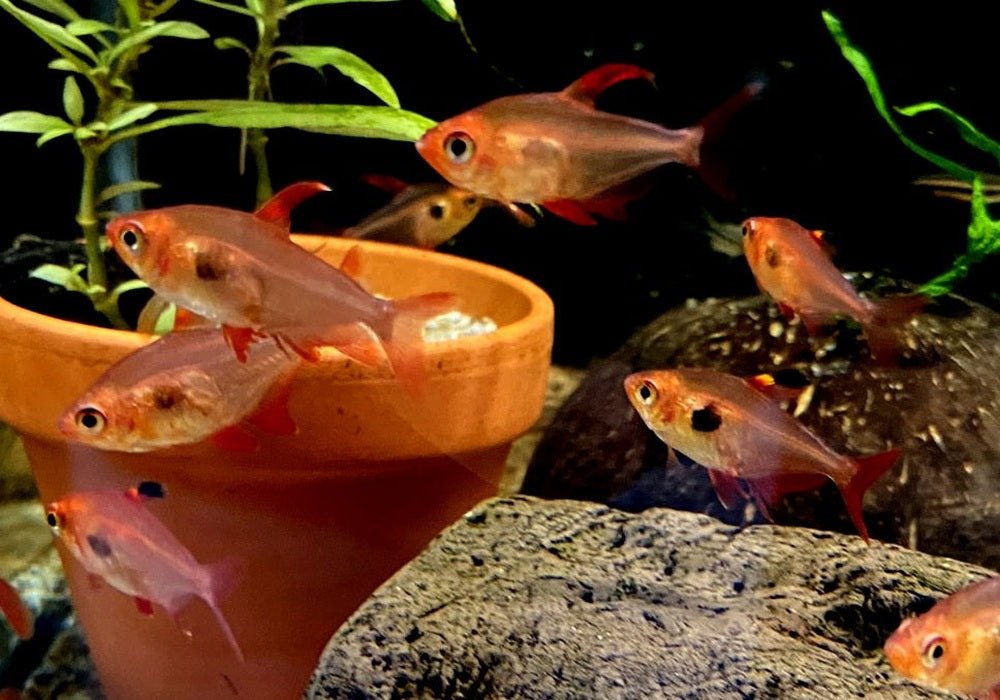 Roter Phantomsalmler - Hyphessobrycon sweglesi aqua-teck