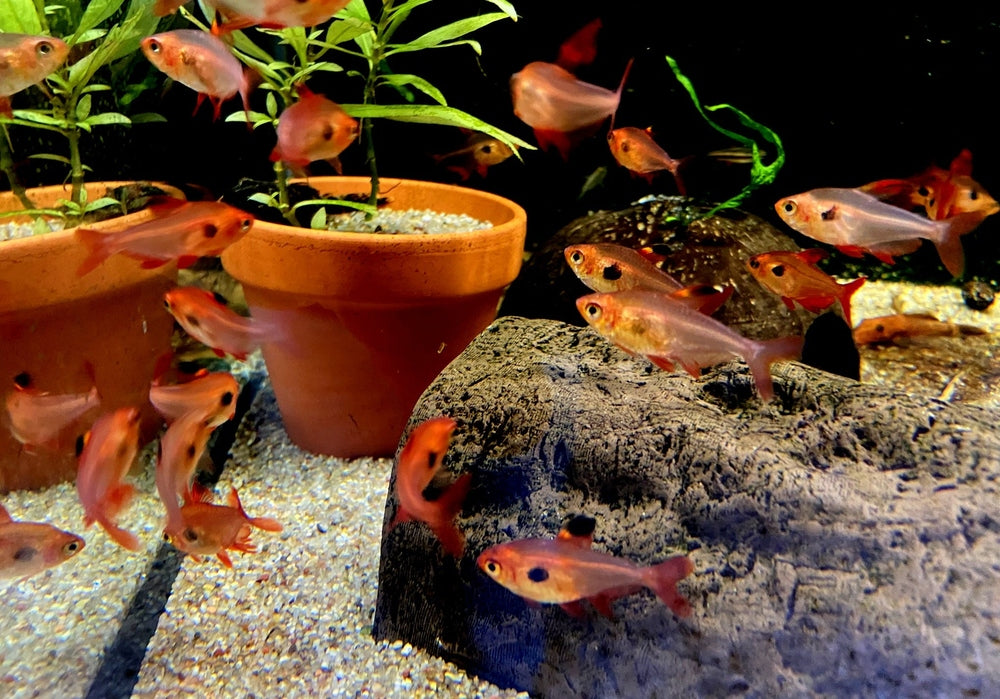 Roter Phantomsalmler - Hyphessobrycon sweglesi aqua-teck