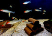 Rotkopfsalmler DNZ - Hemigrammus bleheri aqua-teck