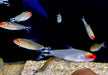 Rotkopfsalmler DNZ - Hemigrammus bleheri aqua-teck