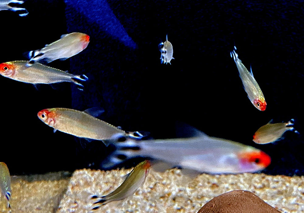 Rotkopfsalmler DNZ - Hemigrammus bleheri aqua-teck