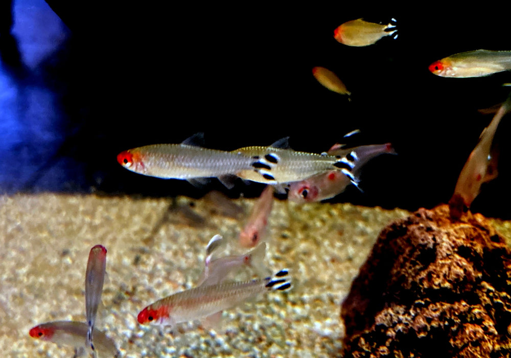 Rotkopfsalmler DNZ - Hemigrammus bleheri aqua-teck