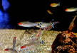 Rotkopfsalmler DNZ - Hemigrammus bleheri aqua-teck